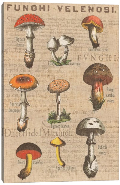 Funghi Velenosi I Canvas Art Print - Mushroom Art