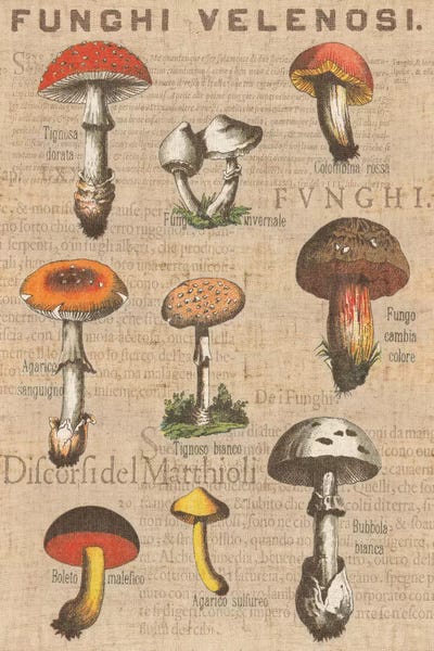 Wild Apple Portfolio: Funghi Velenosi I by Wild Apple Portfolio