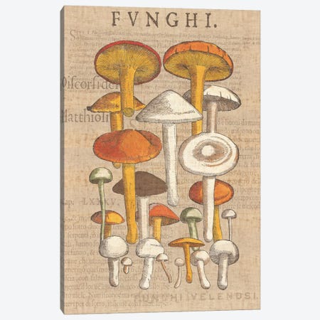 Funghi Velenosi II Canvas Print #WAC1972} by Wild Apple Portfolio Canvas Print