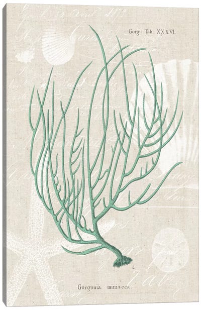 Gorgonia Miniacea on Linen Sea Foam Canvas Art Print - Serene Green