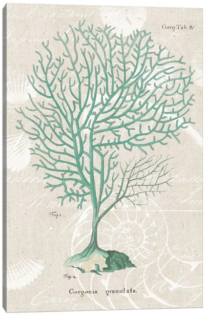 Gorgonia Granulata on Linen Sea Foam Canvas Art Print