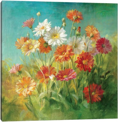 Painted Daisies Canvas Art Print - Wildflowers