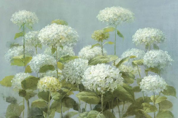 Hydrangeas: White Hydrangea Garden by Danhui Nai