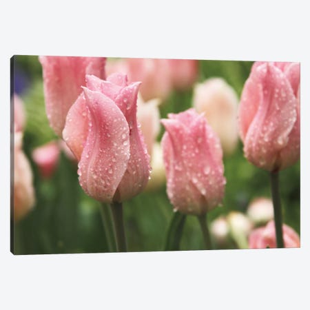 Tulips after the Rain Canvas Print #WAC2275} by Laura Marshall Canvas Art Print