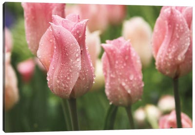 Tulips after the Rain Canvas Art Print