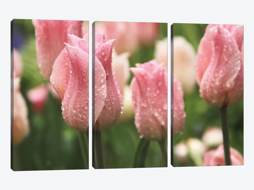 Tulips after the Rain by Laura Marshall 3-piece Art Print