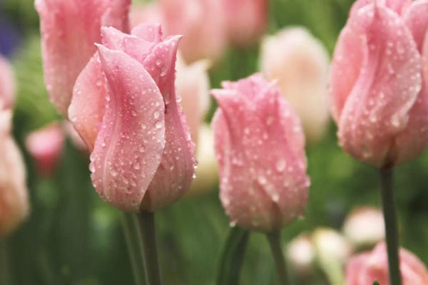 Nature Close-Ups: Tulips after the Rain by Laura Marshall