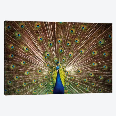 Proud as Peacocks II Canvas Print #WAC2277} by Laura Marshall Art Print