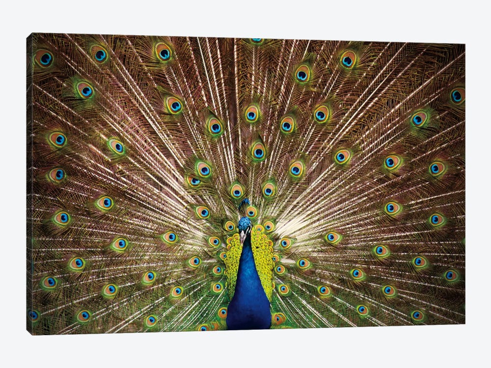 Proud as Peacocks II by Laura Marshall 1-piece Canvas Print