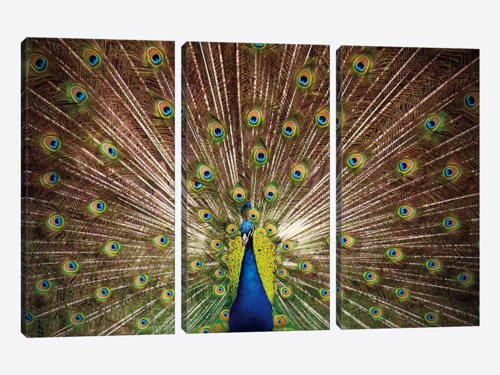 Proud as Peacocks II by Laura Marshall 3-piece Canvas Print