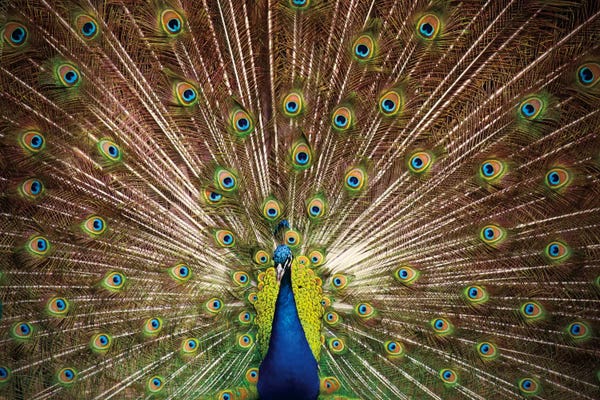 Peacocks: Proud as Peacocks II by Laura Marshall