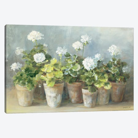 White Geraniums Canvas Print #WAC254} by Danhui Nai Canvas Art