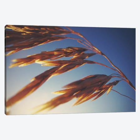 Windy Wheat Fields II Canvas Print #WAC2894} by Laura Marshall Canvas Print