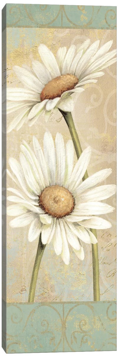 Beautiful Daisies II  Canvas Art Print - Daisy Art