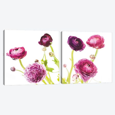 Spring Ranunculus Diptych Canvas Print Set #WAC2HSET089} by Laura Marshall Canvas Art