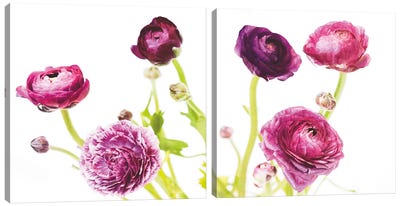 Spring Ranunculus Diptych Canvas Art Print - Ranunculus Art