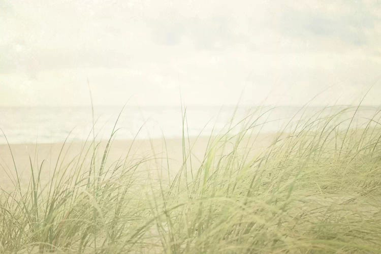 Beach Grass II