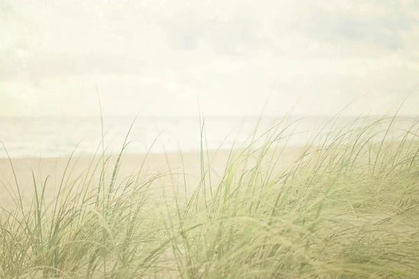 Grasses: Beach Grass II by Elizabeth Urquhart