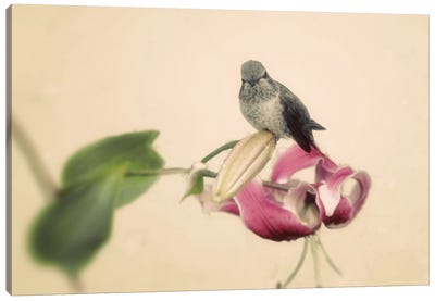 Resting Canvas Art Print - Hummingbird Art