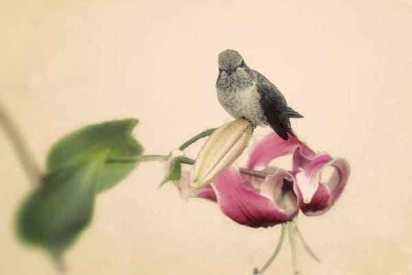 Hummingbirds: Resting by Elizabeth Urquhart