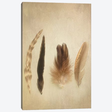 Feathers I Canvas Print #WAC3184} by Elizabeth Urquhart Canvas Artwork