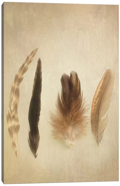 Feathers I Canvas Art Print - Natural Forms