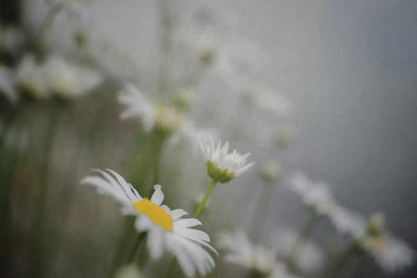 Daisies: Daisies II by Elizabeth Urquhart