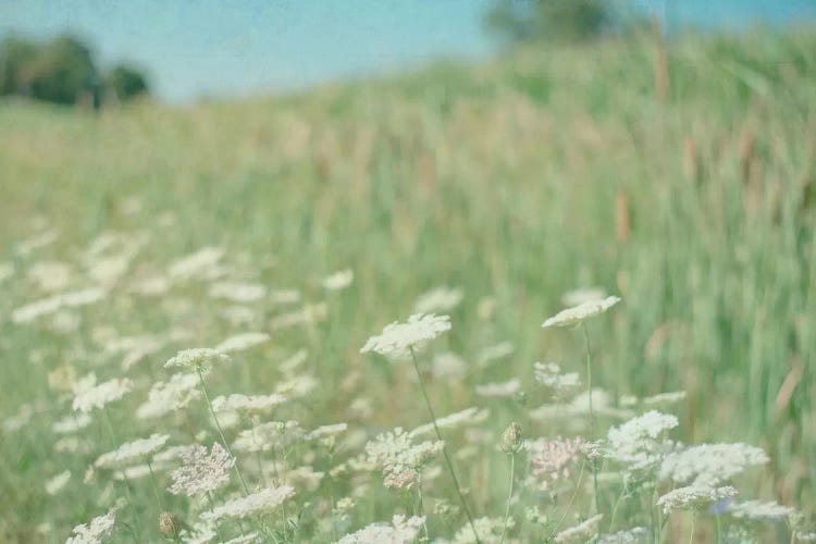 Yarrow Field