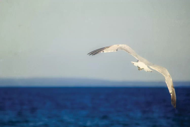 Blue Lake I by Elizabeth Urquhart wall art