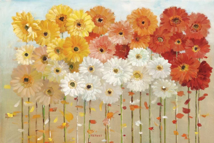 Daisies Spring