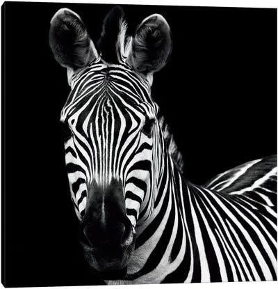 Zebra II Canvas Art Print - Black & White Art