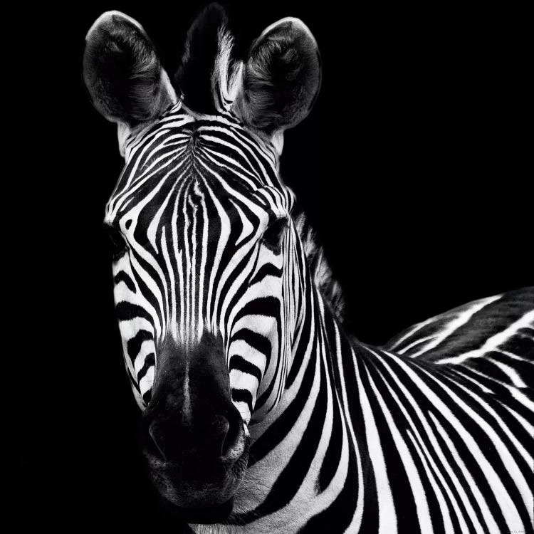 Zebra II by Debra Van Swearingen wall art