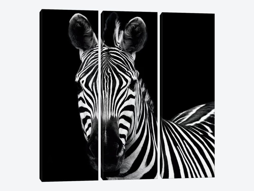 Zebra II by Debra Van Swearingen 3-piece Canvas Artwork