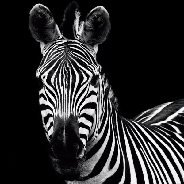 Large Photography - Canvas Prints: Zebra II by Debra Van Swearingen