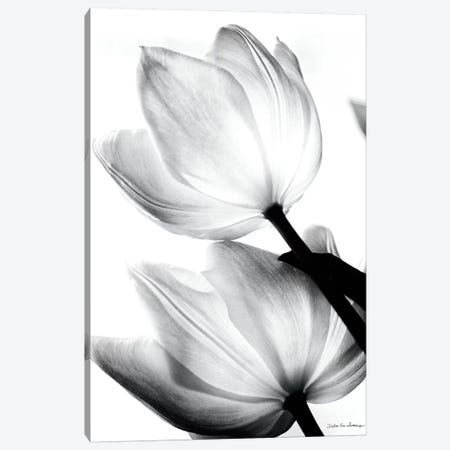 Translucent Tulips II Canvas Print #WAC3266} by Debra Van Swearingen Art Print