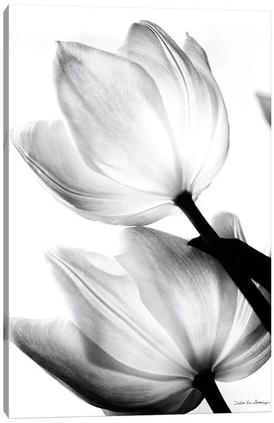 Translucent Tulips II Canvas Art Print - Pure White