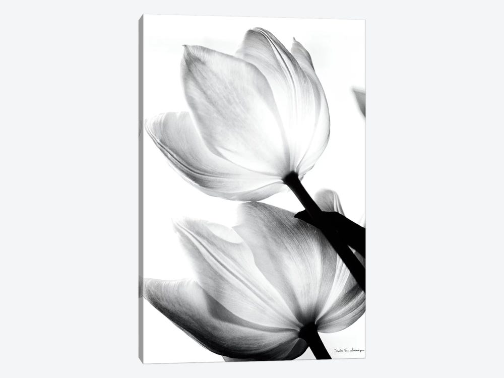 Translucent Tulips II by Debra Van Swearingen 1-piece Art Print