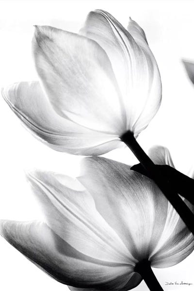 Black & White Scenic Art: Translucent Tulips II by Debra Van Swearingen