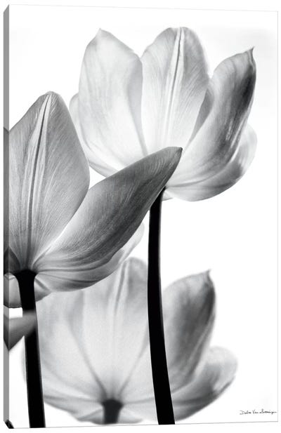 Translucent Tulips III Canvas Art Print - Black & White Art