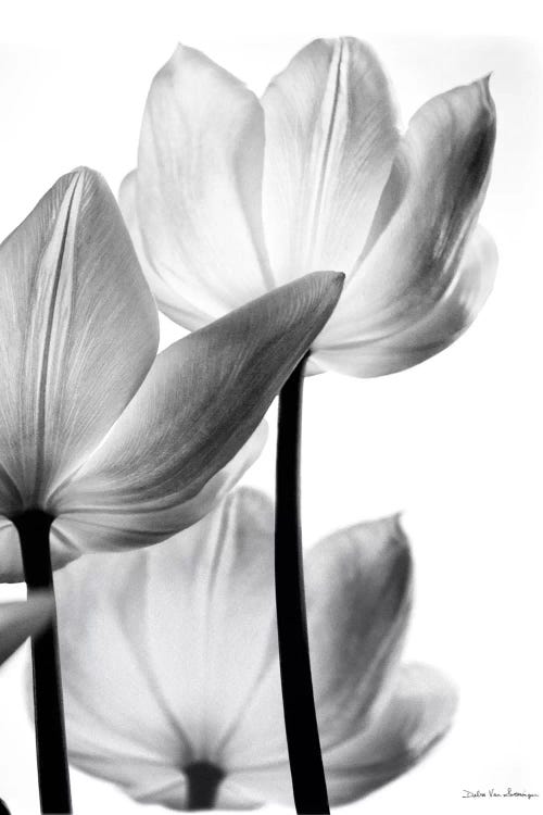 Translucent Tulips III