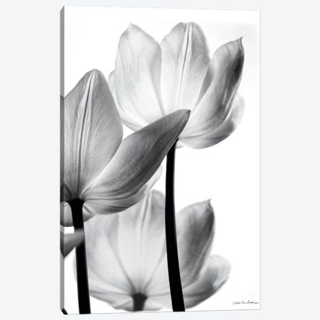 Translucent Tulips III Canvas Print #WAC3267} by Debra Van Swearingen Canvas Print