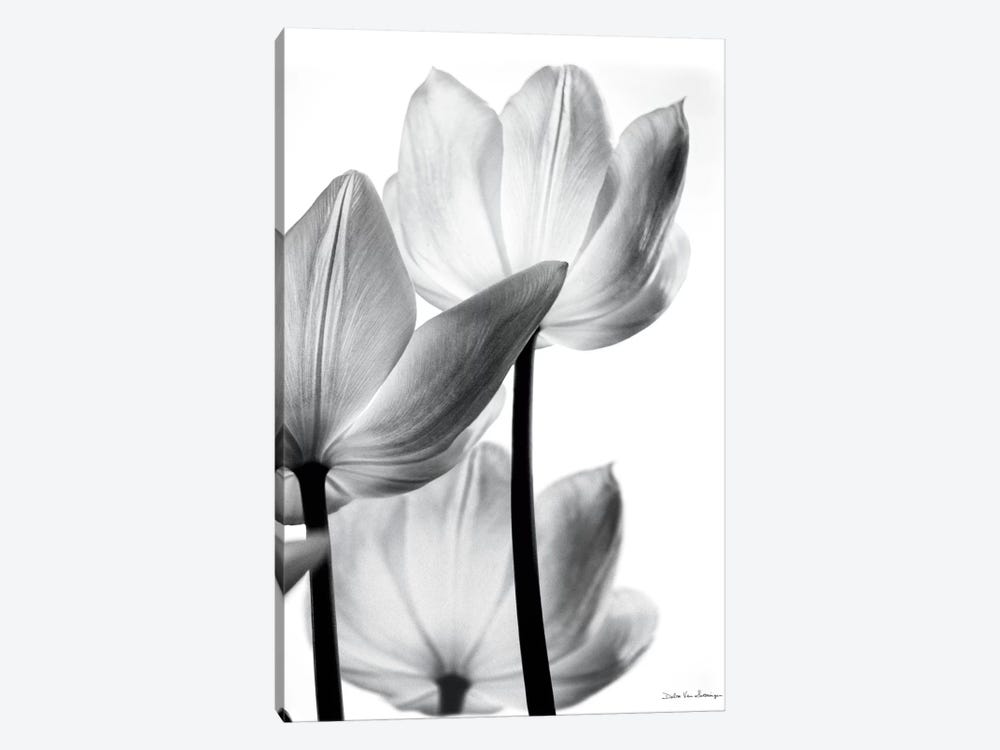 Translucent Tulips III by Debra Van Swearingen 1-piece Canvas Wall Art