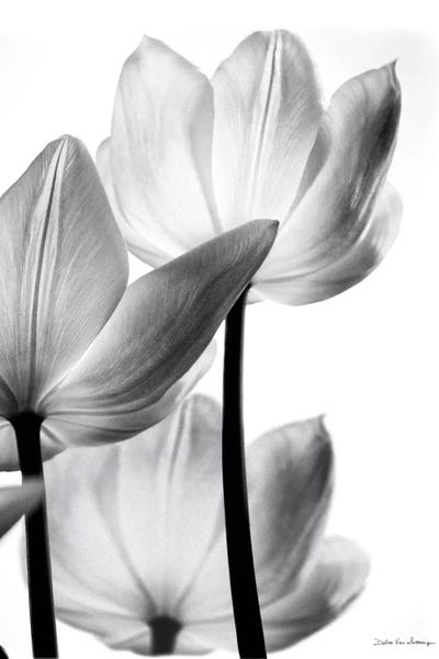 Translucent Tulips III