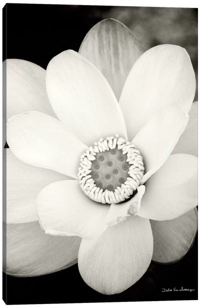 Lotus Flower III Canvas Art Print - Pure White