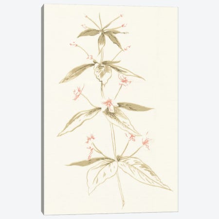 Flowers on White III Canvas Print #WAC3298} by Wild Apple Portfolio Art Print