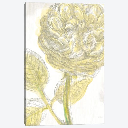 Belle Fleur Jaune III Canvas Print #WAC3704} by Sue Schlabach Canvas Wall Art