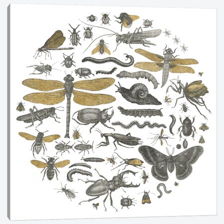 Insect Circle I Canvas Print #WAC3711} by Wild Apple Portfolio Canvas Wall Art