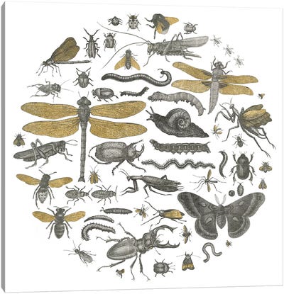 Insect Circle I Canvas Art Print - Natural Forms