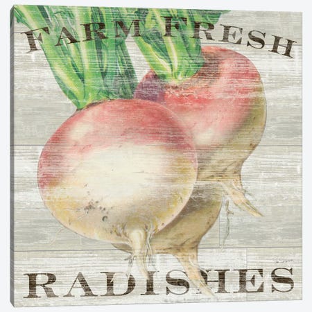Farm Fresh Radishes Canvas Print #WAC3737} by Sue Schlabach Art Print