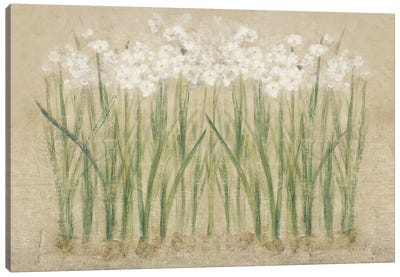 Narcissus Cool  Canvas Art Print - Wildflowers